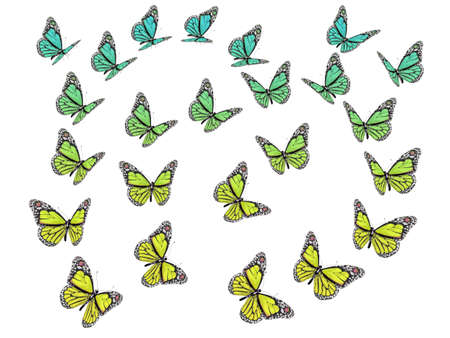 Butterfly isolated on white. 3d illustration.の写真素材