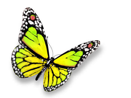 Blue butterfly isolated on whiteの写真素材