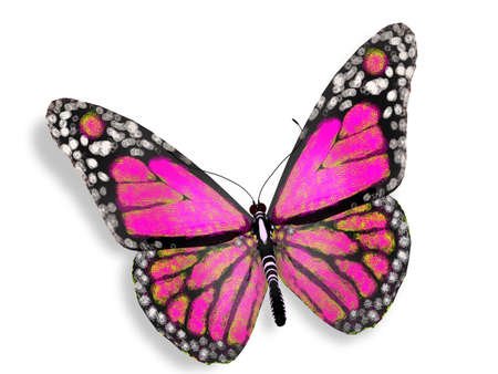 Pink butterfly, isolated on whiteの写真素材