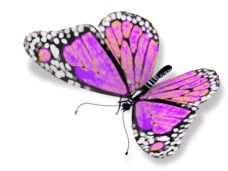 Pink butterfly, isolated on whiteの写真素材