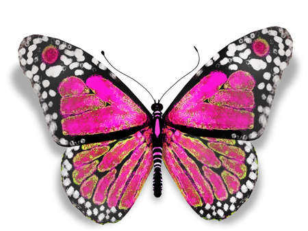 Pink butterfly, isolated on whiteの写真素材