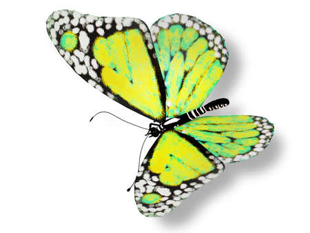 Blue butterfly isolated on whiteの写真素材
