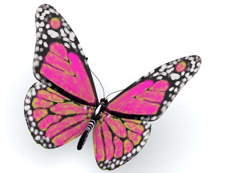 Pink butterfly, isolated on whiteの写真素材