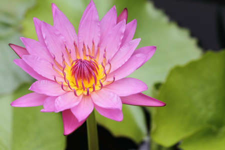pink lotus on the old grunge paper backgroundの写真素材
