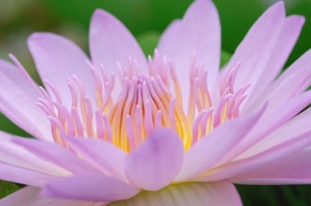 pink lotus on the old grunge paper backgroundの写真素材