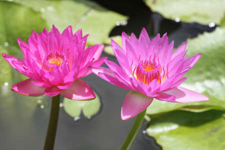 pink lotus on the old grunge paper backgroundの写真素材