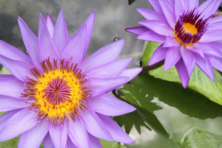 pink lotus on the old grunge paper backgroundの写真素材