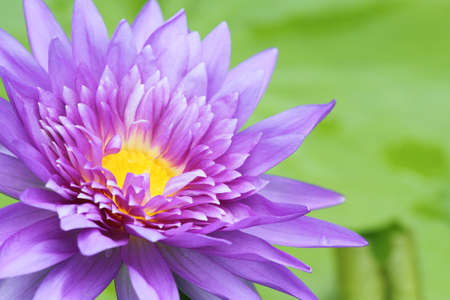 pink lotus on the old grunge paper backgroundの写真素材