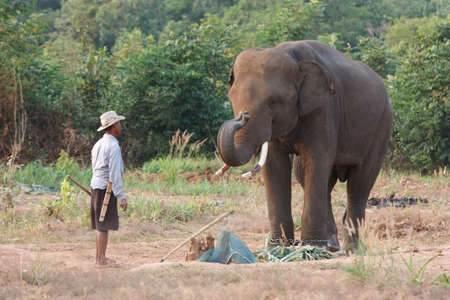 Elephant portraitの写真素材