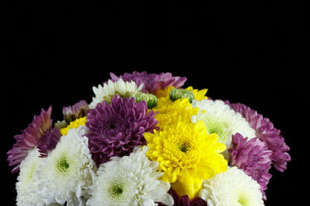 Chrysanthemum daisiesの写真素材