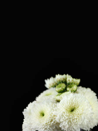 Chrysanthemum daisiesの写真素材