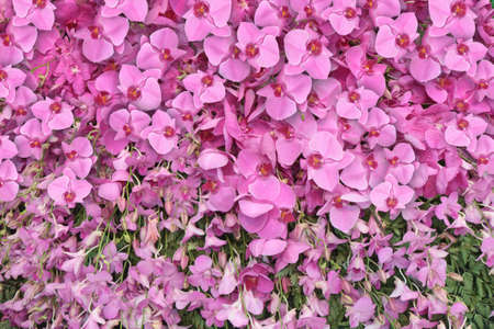 Orchid Bloomsの写真素材