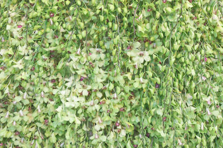 Orchid Bloomsの写真素材