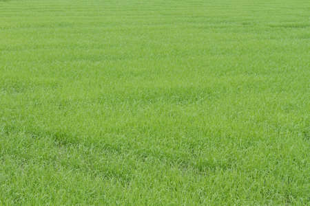 a photo of Rice farmの写真素材