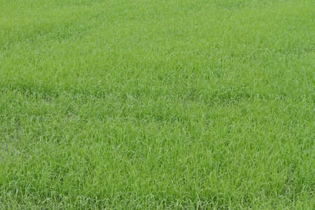 a photo of Rice farmの写真素材