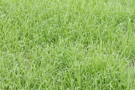 a photo of Rice farmの写真素材