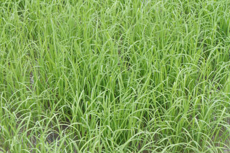 a photo of Rice farmの写真素材