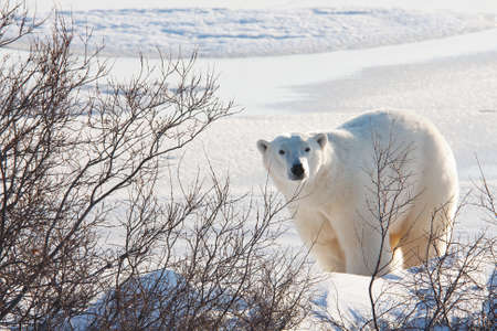 Polar bear, King of the Arcticの写真素材