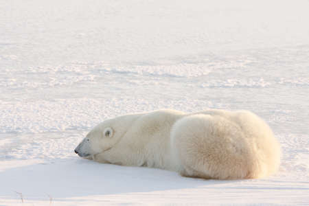 Polar bear, King of the Arcticの写真素材