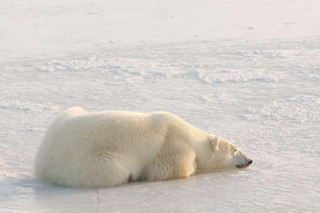 Polar bear, King of the Arcticの写真素材