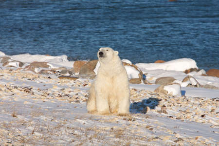 Polar bear, King of the Arcticの写真素材