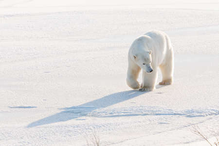 Polar bear, King of the Arcticの写真素材