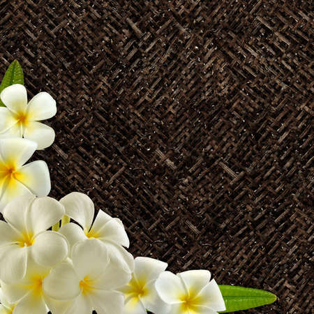 Plumeria の写真素材