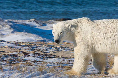 Polar bear, King of the Arcticの写真素材