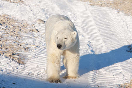 Polar bear, King of the Arcticの写真素材