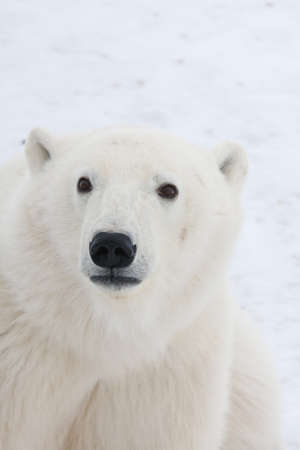 Polar bear, King of the Arcticの写真素材