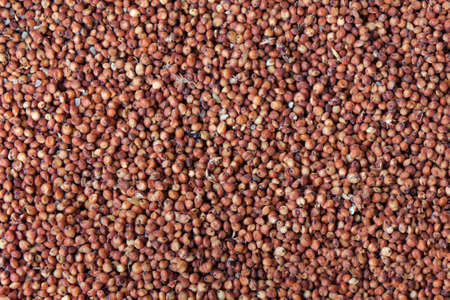 millet wheatの写真素材