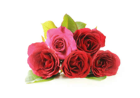 many red rosesの写真素材