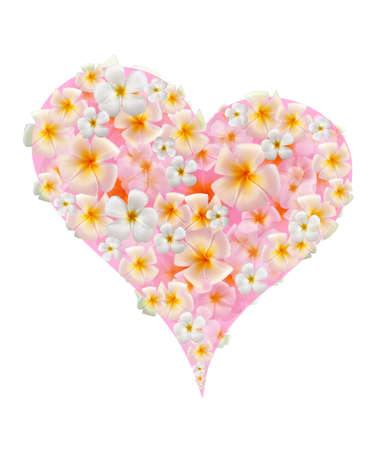 Closeup frangipani flowerの写真素材