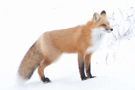 Arctic Wolfの写真素材