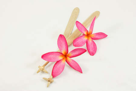 Closeup frangipani flowerの写真素材