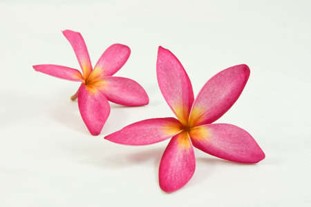 abstract Floral backgroundの写真素材