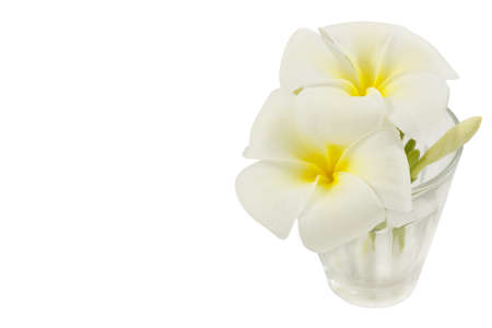 Closeup frangipani flowerの写真素材