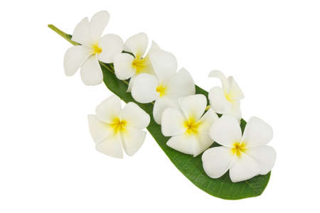 Closeup frangipani flowerの写真素材