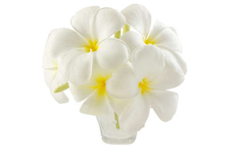 Closeup frangipani flowerの写真素材