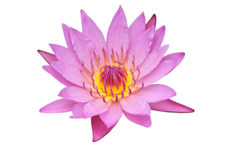 pink lotus on the old grunge paper backgroundの写真素材
