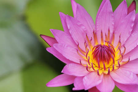 pink lotus on the old grunge paper backgroundの写真素材
