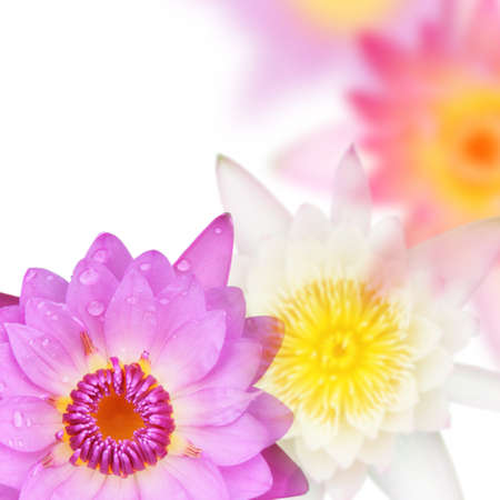 lotus flowerの写真素材