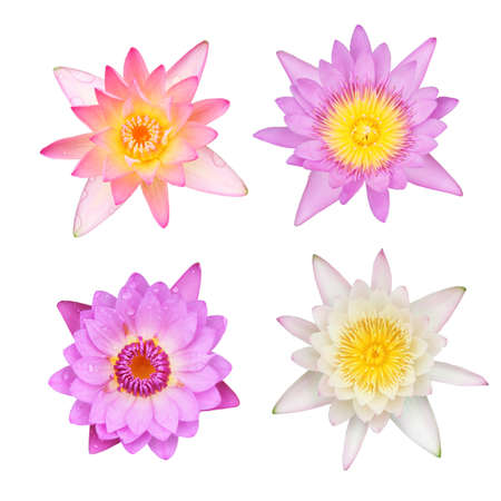 pink lotus on the old grunge paper backgroundの写真素材