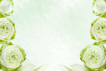 lotus flowerの写真素材