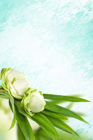 lotus flowerの写真素材