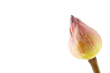 lotus flowerの写真素材