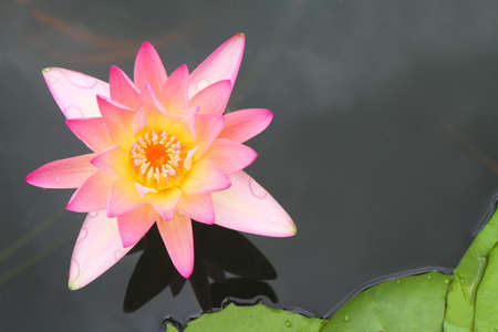 pink lotus on the old grunge paper backgroundの写真素材