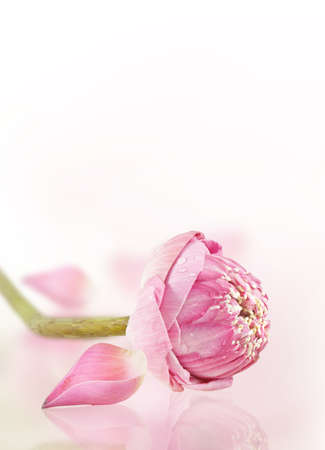 pink lotus on the old grunge paper backgroundの写真素材