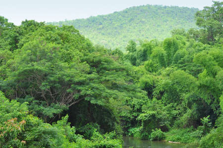 Mountains with green forest landscape.の写真素材