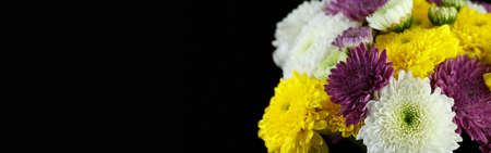 Chrysanthemum daisiesの写真素材